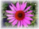 Echinacea Extract